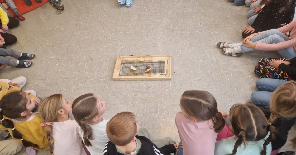 2. Klasse und Kindergartenkinder Achatschnecken