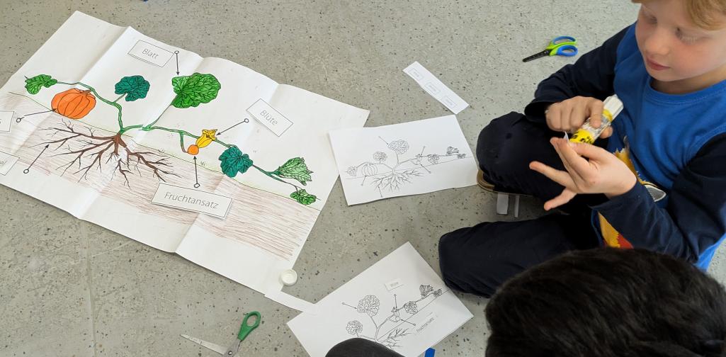 1. Klasse Der Kürbis zum angreifen