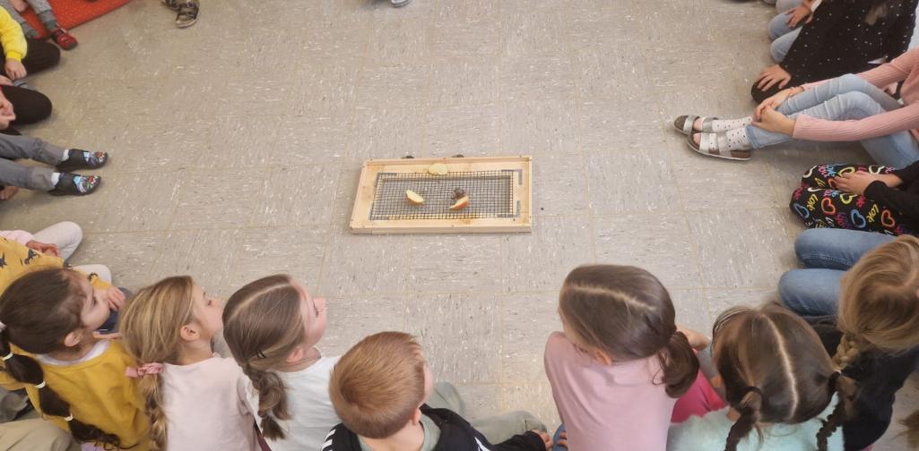 2. Klasse und Kindergartenkinder Achatschnecken